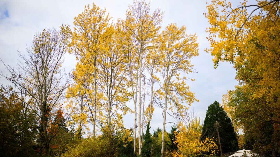 Zitterpappeln stehen an einem Parkplatz. Die Zitterpappel ist Baum des Jahres 2026. Zitterpappeln stehen an einem Parkplatz. Die Zitterpappel ist Baum des Jahres 2026.
