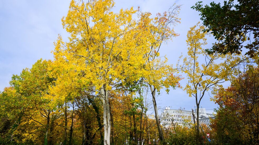 Eine Zitterpappel (Populus tremula) - auch Espe oder Aspe genannt - steht an einem Parkplatz. Die Zitterpappel ist Baum des Jahres 2026. Eine Zitterpappel (Populus tremula) - auch Espe oder Aspe genannt - steht an einem Parkplatz. Die Zitterpappel ist Baum des Jahres 2026.