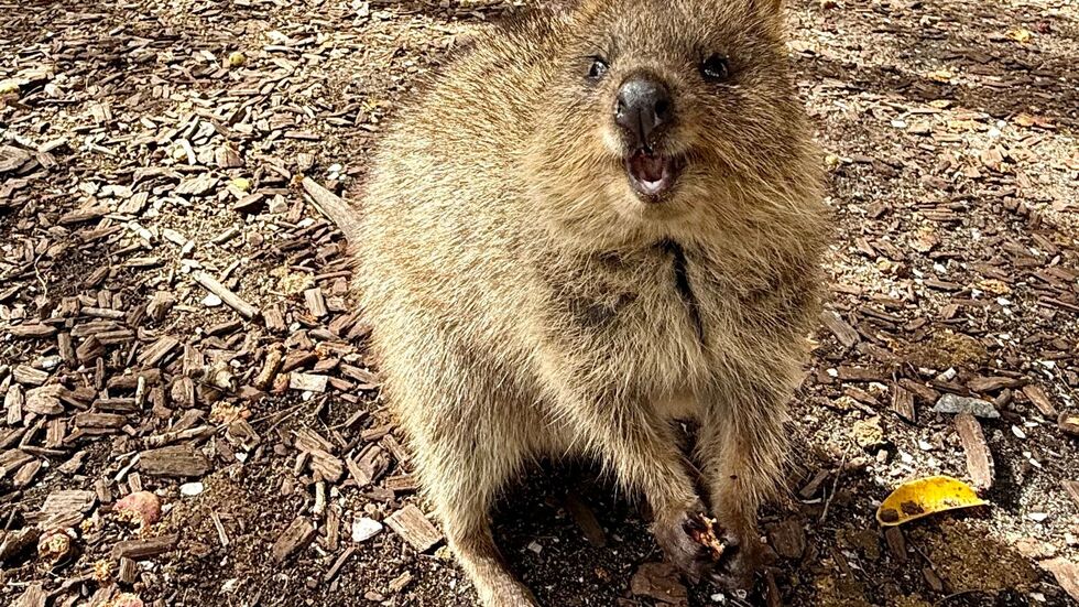 Die Tiere aus der Familie der Kängurus hüpfen auf Rottnest Island überall herum. Die Tiere aus der Familie der Kängurus hüpfen auf Rottnest Island überall herum.