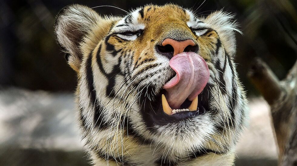 Die Behörden hatten die Bevölkerung aufgerufen, sich sofort zu melden, sollte sie den Tiger sehen. (Archivbild) Die Behörden hatten die Bevölkerung aufgerufen, sich sofort zu melden, sollte sie den Tiger sehen. (Archivbild)