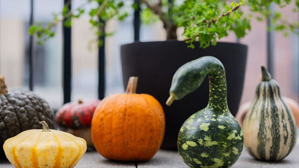 Der Kürbis hat viele Formen: Verschiedene bunte Kürbisse liegen auf einem Balkon. (Archivbild)