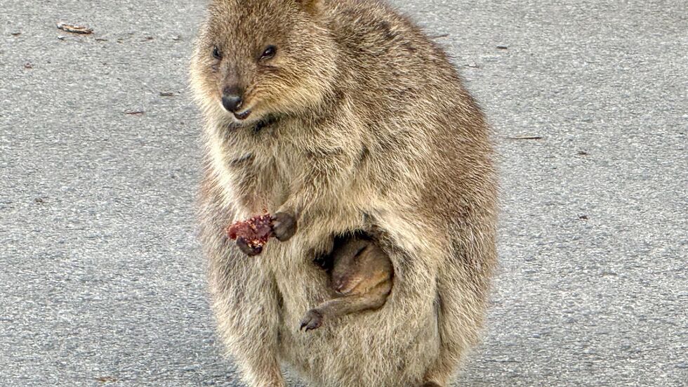 Gerade sind die Jungtiere geboren und lugen aus dem Beutel der Mutter hervor. Gerade sind die Jungtiere geboren und lugen aus dem Beutel der Mutter hervor.