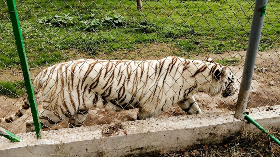 Nach Angaben der Behörden wiegte der entlaufene Tiger rund 130 Kilogramm. Nach Angaben der Behörden wiegte der entlaufene Tiger rund 130 Kilogramm.