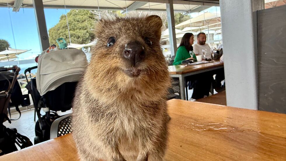 Quokkas gelten wegen ihres «Lächelns» als die glücklichsten Tiere der Welt. Quokkas gelten wegen ihres «Lächelns» als die glücklichsten Tiere der Welt.