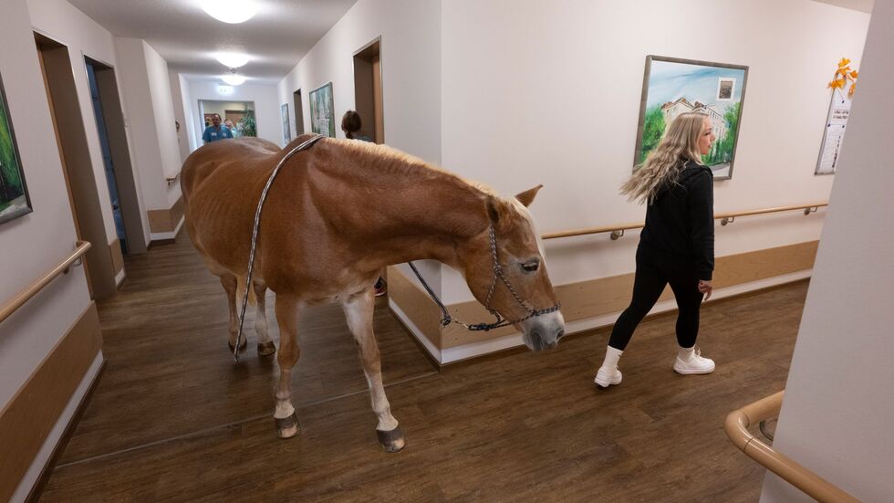 Besitzerin Plaßmeier trainiert mit ihrem Pferd für die Besonderheiten im Pflegeheim.