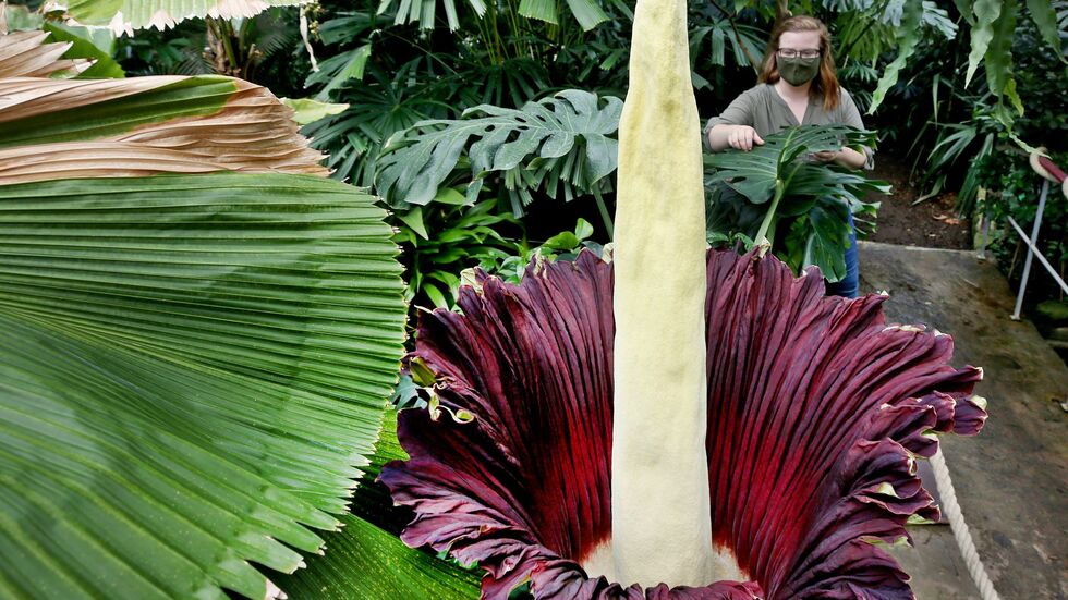 Warum die Knolle gestohlen wurde, ist bisher unbekannt. (Archivbild)