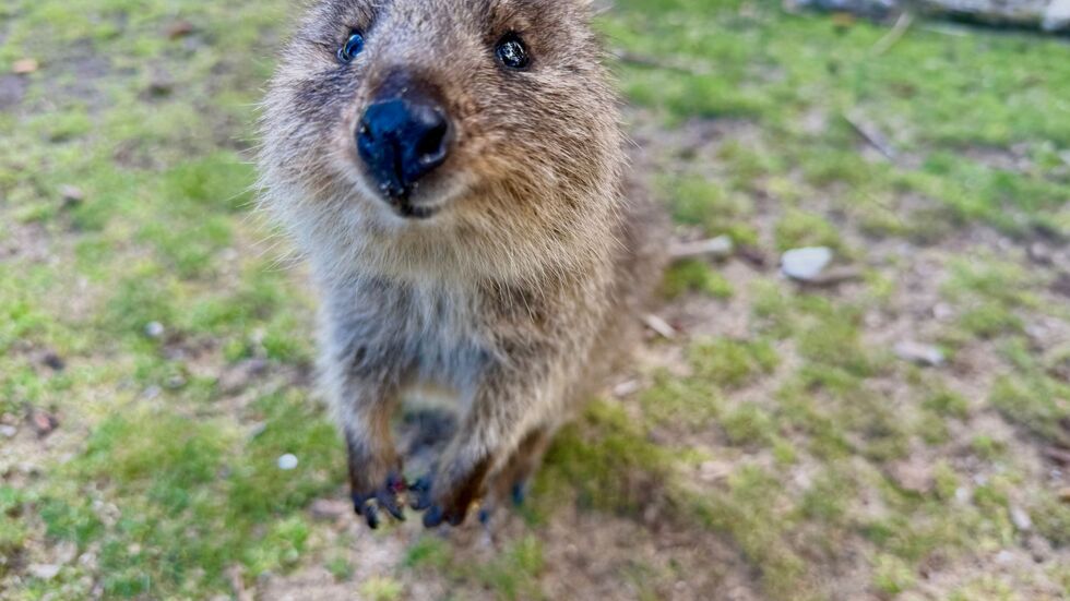 Mit ihrer süßen Mimik sind Quokkas zu Internet-Stars geworden. Mit ihrer süßen Mimik sind Quokkas zu Internet-Stars geworden.