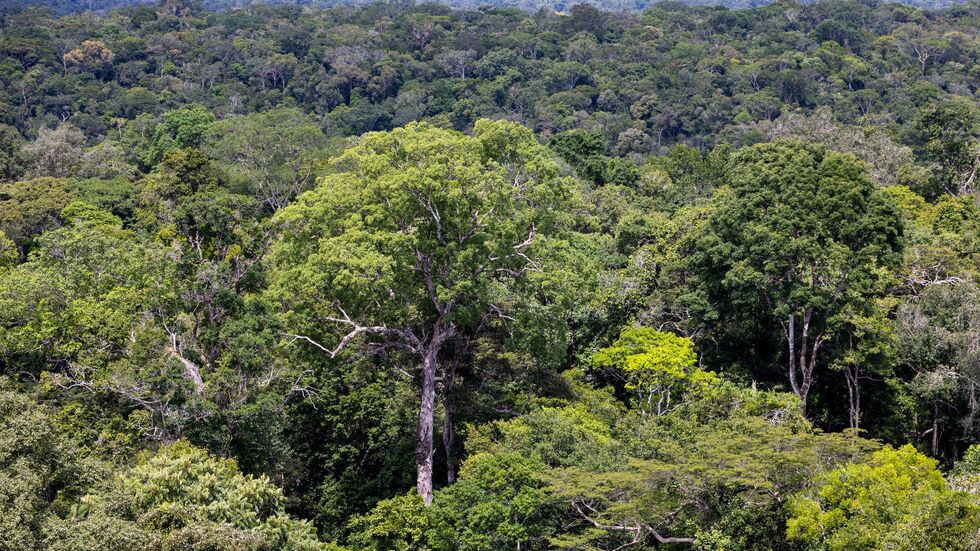 Bedroht: Ein Baum steht im Regenwald in Brasilien. (Archivbild) Bedroht: Ein Baum steht im Regenwald in Brasilien. (Archivbild)
