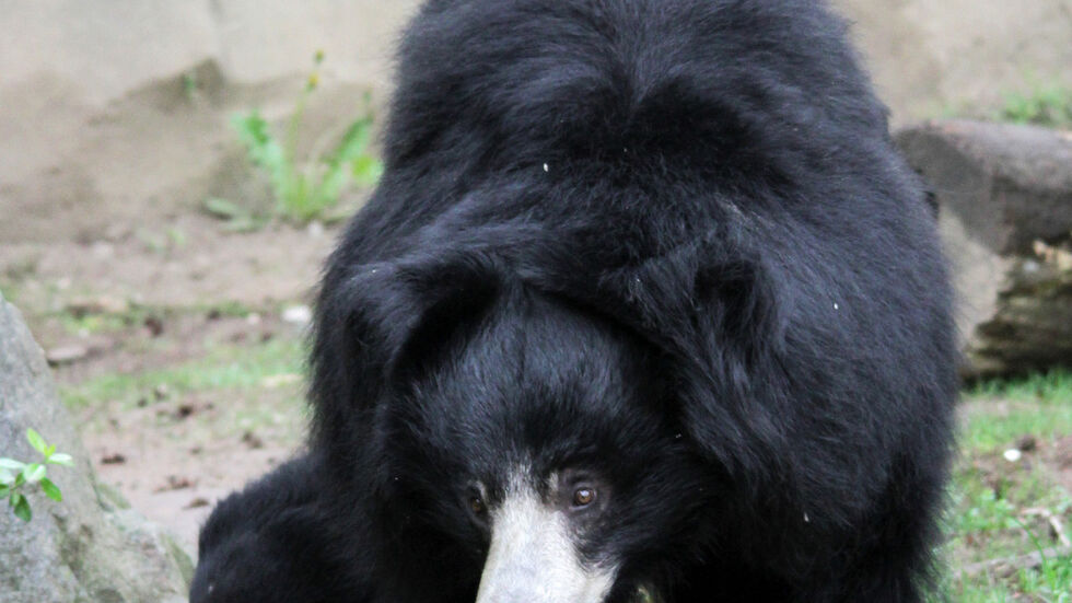 Lippen­bär­weib­chen Lina erkundet mit ihren Jungtieren die Lippen­bären-Schlucht. Foto: Zoo Leipzig Lippenbärweibchen Lina erkundet mit ihren Jungtieren die Lippenbären-Schlucht. Foto: Zoo Leipzig
