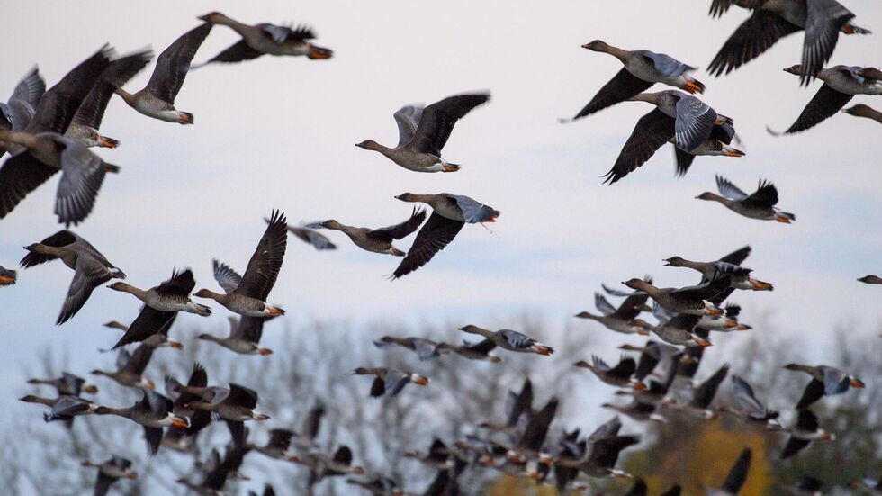 In Sachsen sind drei Fälle von Vogelgrippe nachgewiesen. (Symbolbild)