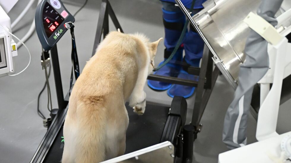 Die Tiere bewegen sich auf Laufbändern, während Röntgenbilder gemacht werden.