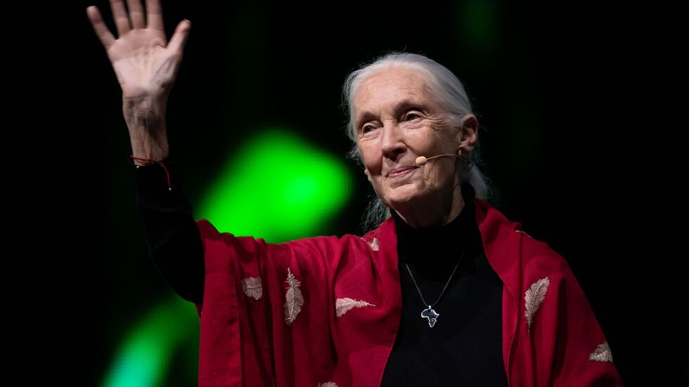 Der Tod der berühmten Schimpansenforscherin Jane Goodall hat weltweit Trauer ausgelöst. (Archivbild) Der Tod der berühmten Schimpansenforscherin Jane Goodall hat weltweit Trauer ausgelöst. (Archivbild)