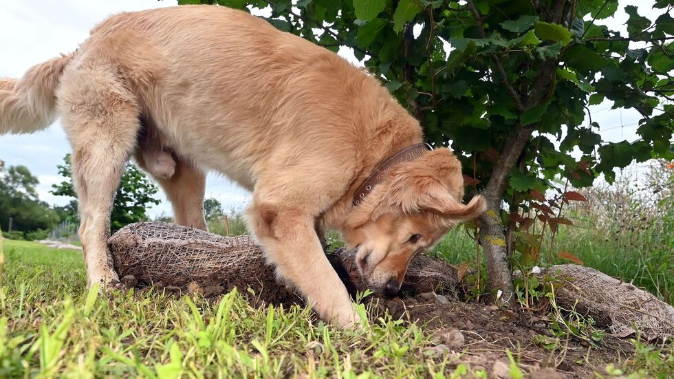 Hunde bekommen bei der Trüffelernte zum Einsatz - hier ist ein Golden Retriever Trüffelspürhund in Baden-Württemberg. (Archivbild) 
