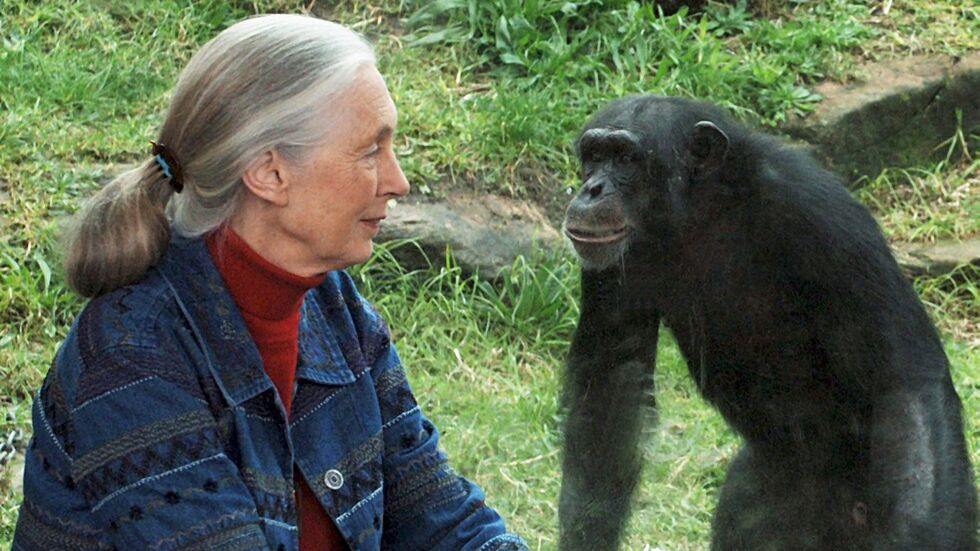 Die britische Ethnologin Jane Goodall traf sich mit Schimpansen im Taronga Zoo. (Archivbild) Die britische Ethnologin Jane Goodall traf sich mit Schimpansen im Taronga Zoo. (Archivbild)