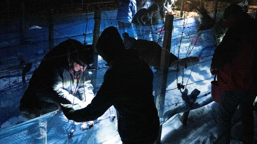 Am wurde im Elbtal wieder Eiswein gelesen. (Archivbild) Am wurde im Elbtal wieder Eiswein gelesen. (Archivbild)