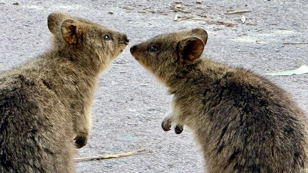 Quokkas sind gesellige Tiere und leben oft in Familiengruppen. Quokkas sind gesellige Tiere und leben oft in Familiengruppen.
