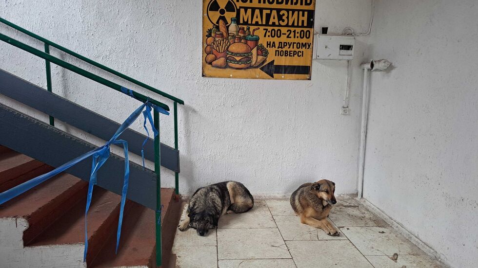 Bis heute gibt es in Tschernobyl eine Population von Straßenhunden. Bis heute gibt es in Tschernobyl eine Population von Straßenhunden.