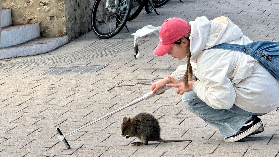Ein Quokka-Selfie ist heiß begehrt, aber Touristen sollten dabei den nötigen Abstand halten. Ein Quokka-Selfie ist heiß begehrt, aber Touristen sollten dabei den nötigen Abstand halten.