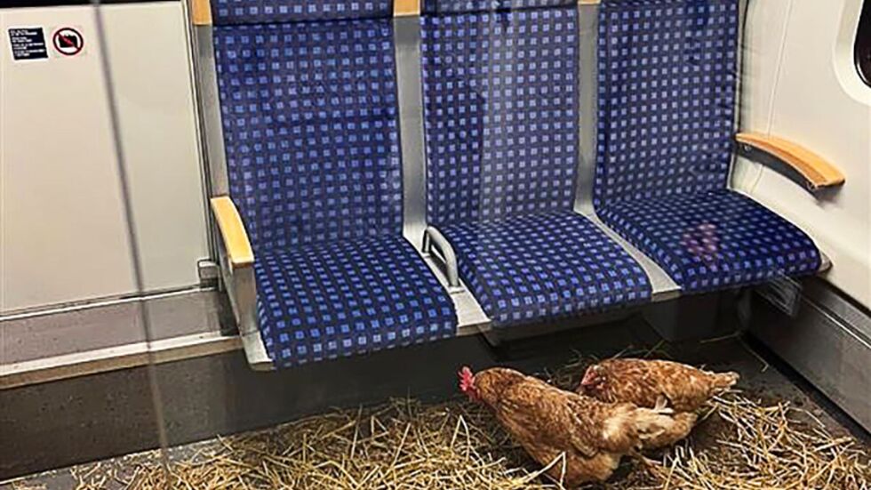 «Die Eier sind 1. Klasse», schrieb die Deutsche Bahn auf Instagram zu den zurückgelassenen Hühnern.