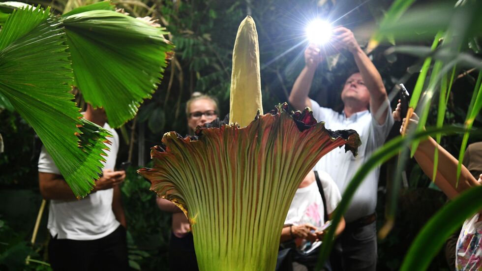Unbekannte haben die schwere Knolle des Titanenwurz gestohlen. (Archivbild)