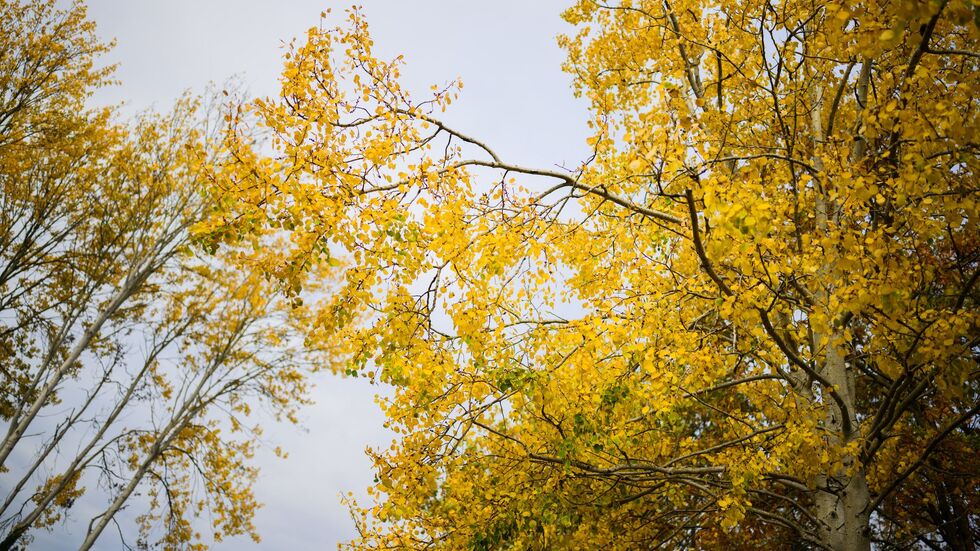 Die Zitterpappel verdankt ihr typisches, «zitterndes» Laub dem seitlich abgeflachten Blattstiel – schon ein leichter Wind versetzt ihre Krone in Bewegung. Die Zitterpappel verdankt ihr typisches, «zitterndes» Laub dem seitlich abgeflachten Blattstiel – schon ein leichter Wind versetzt ihre Krone in Bewegung.