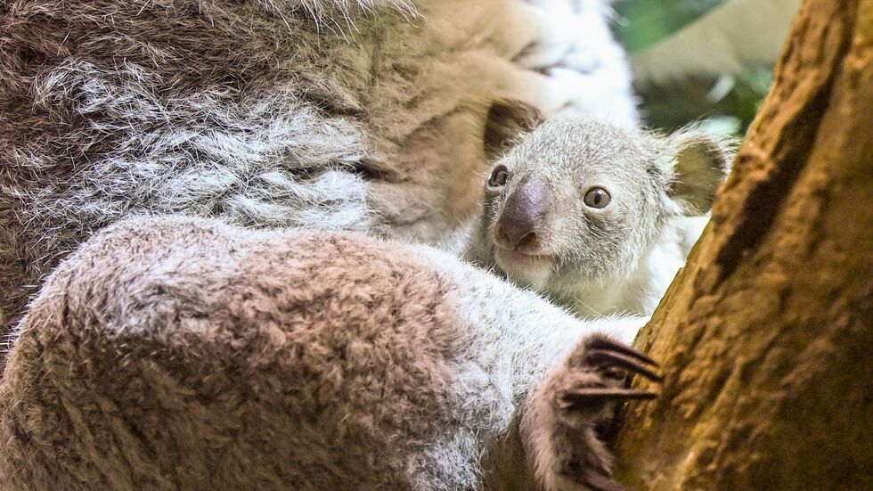 Ein kleines Koala-Jungtier wächst im Zoo Leipzig heran. Ein kleines Koala-Jungtier wächst im Zoo Leipzig heran.