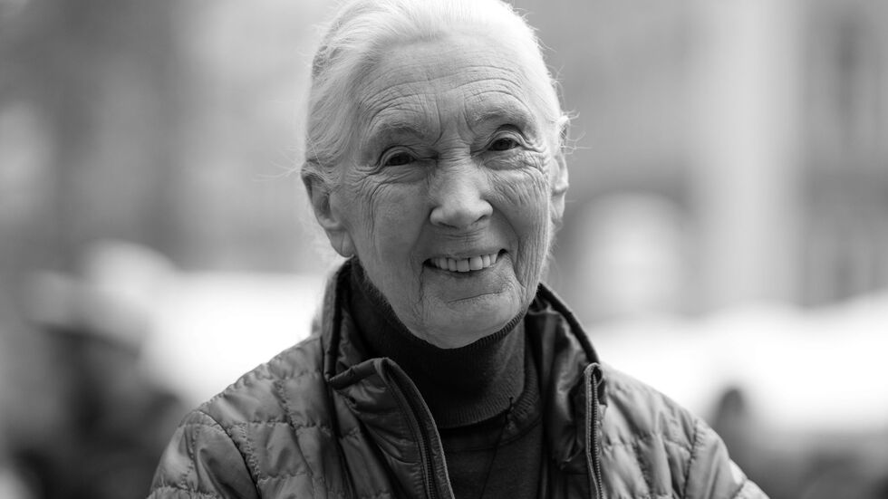 Die britische Schimpansen-Forscherin und Umwelt-Aktivistin Jane Goodall ist tot. Die britische Schimpansen-Forscherin und Umwelt-Aktivistin Jane Goodall ist tot.