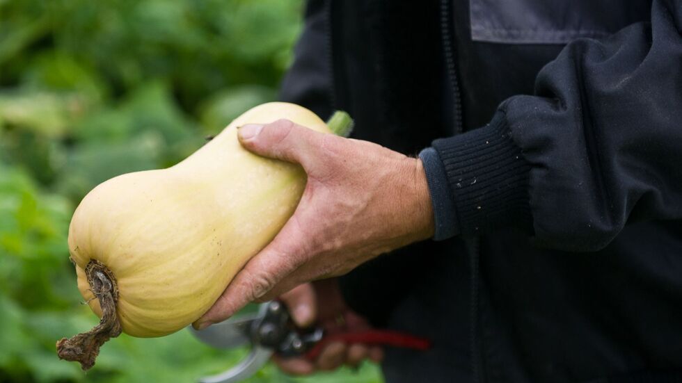 Ernte eines Kürbisses der Sorte Butternut. (Archivbild)