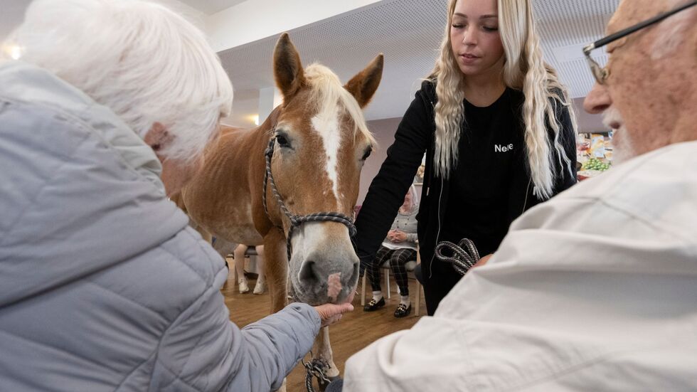 Die Bewohner können das Pferd füttern, streicheln und striegeln.