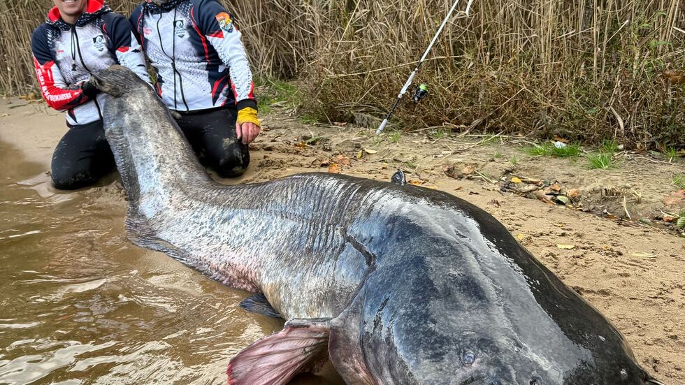 Zwei Angler in Polen haben einen fast drei Meter langen Wels gefangen. (Foto Handout)