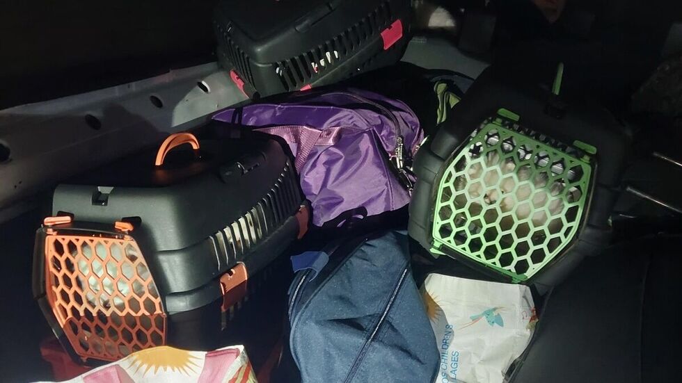 Die Tiere waren in Transportboxen eingepfercht.