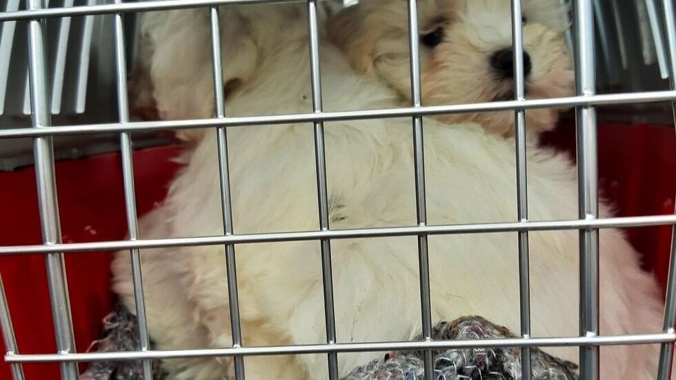 Die Malteser- und Bichon-Frise-Welpen waren vermutlich jünger als acht Wochen.