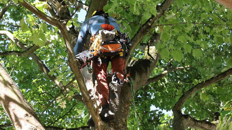 Um die Fällung des Ahorns zu verhindern, wurde der Baum erneut besetzt. Um die Fällung des Ahorns zu verhindern, wurde der Baum erneut besetzt.