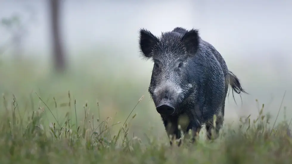 Ein Wildschwein bezahlte sein waghalsiges Manöver mit dem Leben. (Symbolbild) Ein Wildschwein bezahlte sein waghalsiges Manöver mit dem Leben. (Symbolbild)