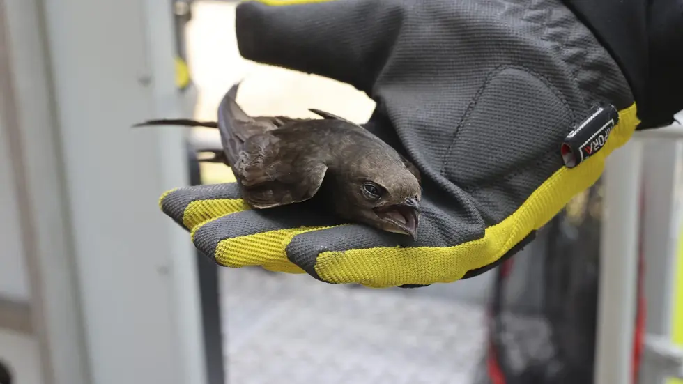 Tierischer Einsatz: Die Chemnitzer Feuerwehr befreite diesen Mauersegler Schwalbe.