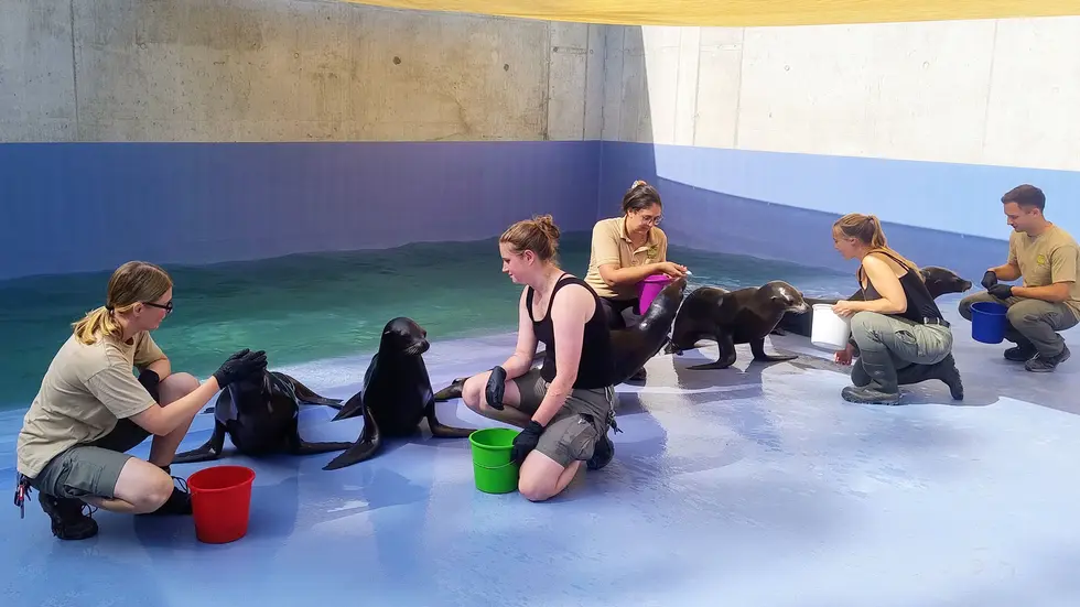 Tierpfleger mit neuen Robben in der neuen Leipziger Zoo-Themenwelt "Feuerland". Tierpfleger mit neuen Robben in der neuen Leipziger Zoo-Themenwelt "Feuerland".