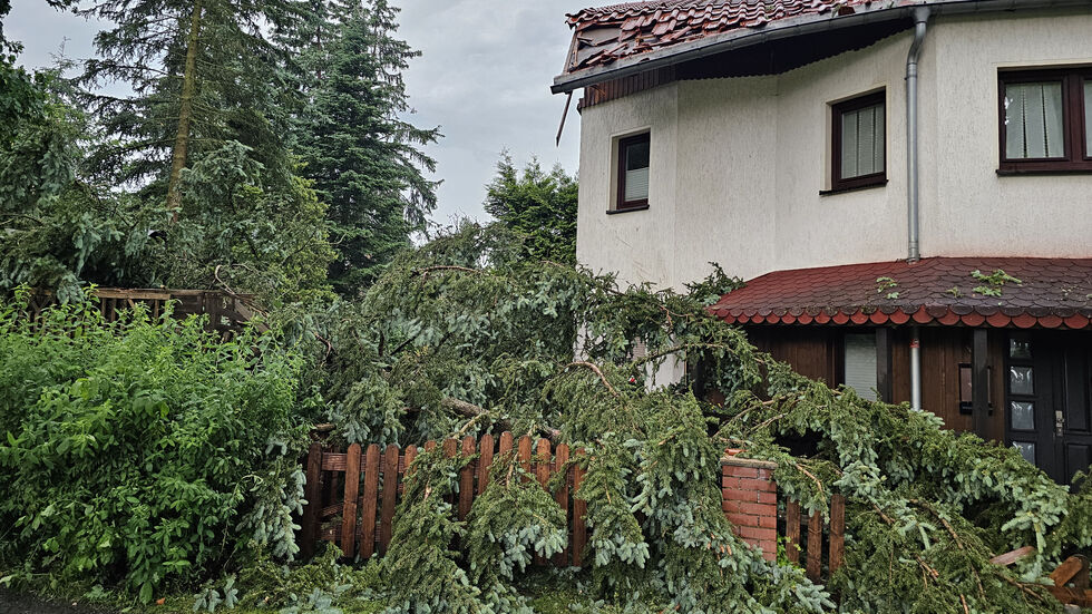 Ein umgestürzter Baum in Auerbach/Vogtl. am Bienenweg.