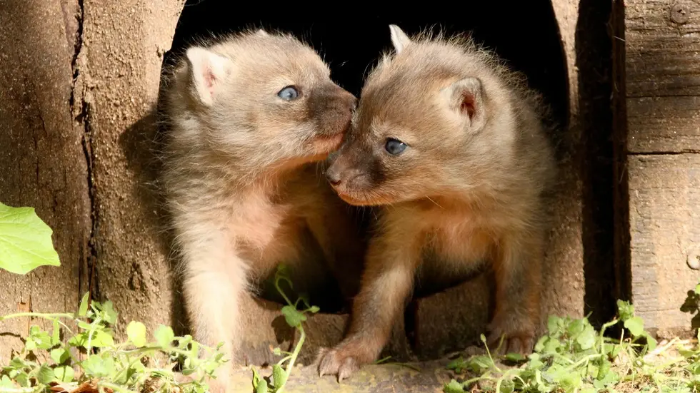 Die Drei vom Fuchsbau. Die Korsak-Welpen erkunden gerade ihr Gehege im Tierpark Chemnitz.