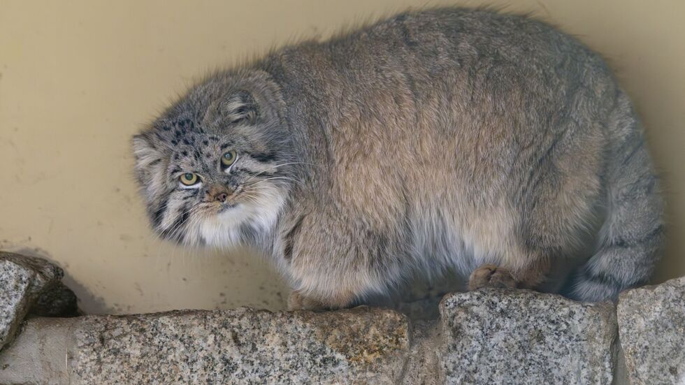 Der Manul stammt aus Gegenden, in denen selbst die Kälte eine Jacke braucht. Zentralasien. Steppe. Gebirge. Der Manul stammt aus Gegenden, in denen selbst die Kälte eine Jacke braucht. Zentralasien. Steppe. Gebirge.