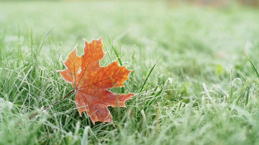 © Fotolia - Vladislav Gudovskiy