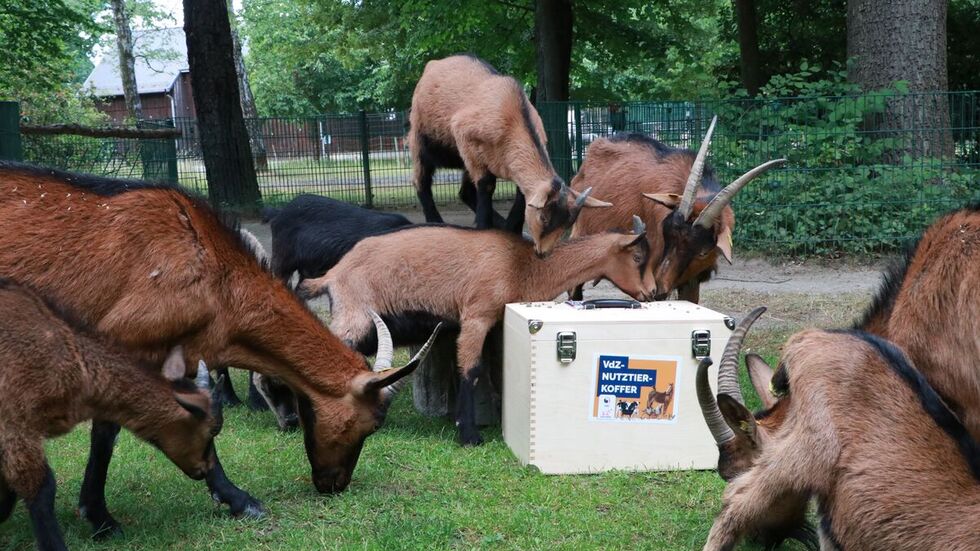 Der Verband der Zoologischen Gärten hat im Nutztierkoffer eine umfangreiche Materialensammlung bereitgestellt. Der Verband der Zoologischen Gärten hat im Nutztierkoffer eine umfangreiche Materialensammlung bereitgestellt.