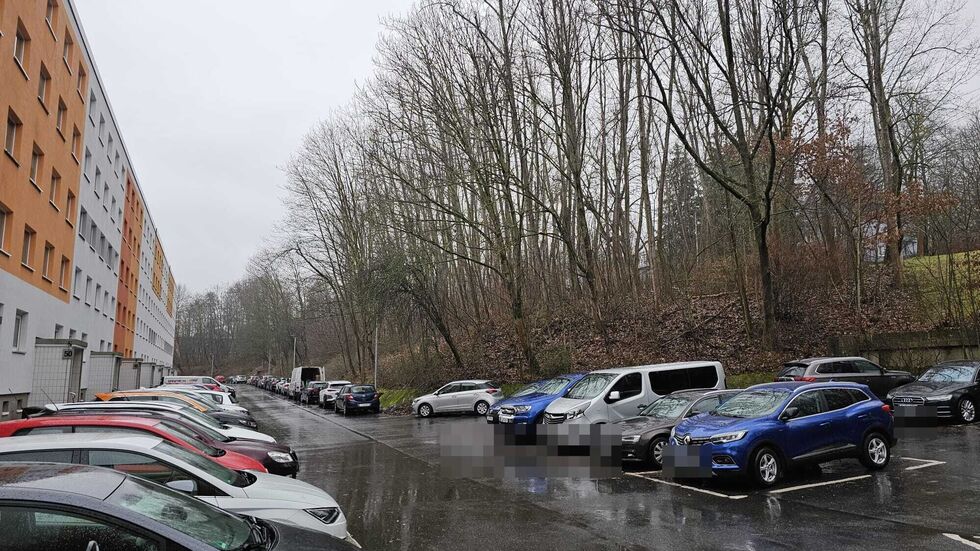 Diese morschen Pappeln in Helbersdorf werden in den nächsten Tagen gefällt.