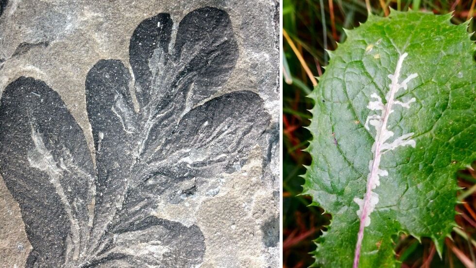 Bild links: die ältesten bekannten Blattminen (Asteronomus maeandriformis) der Erdgeschichte aus dem Perm von Thüringen. Bild
rechts: Blattminen der Minierfliege Liriomyza an einer Gänsedistel. Bild links: die ältesten bekannten Blattminen (Asteronomus maeandriformis) der Erdgeschichte aus dem Perm von Thüringen. Bild rechts: Blattminen der Minierfliege Liriomyza an einer Gänsedistel.