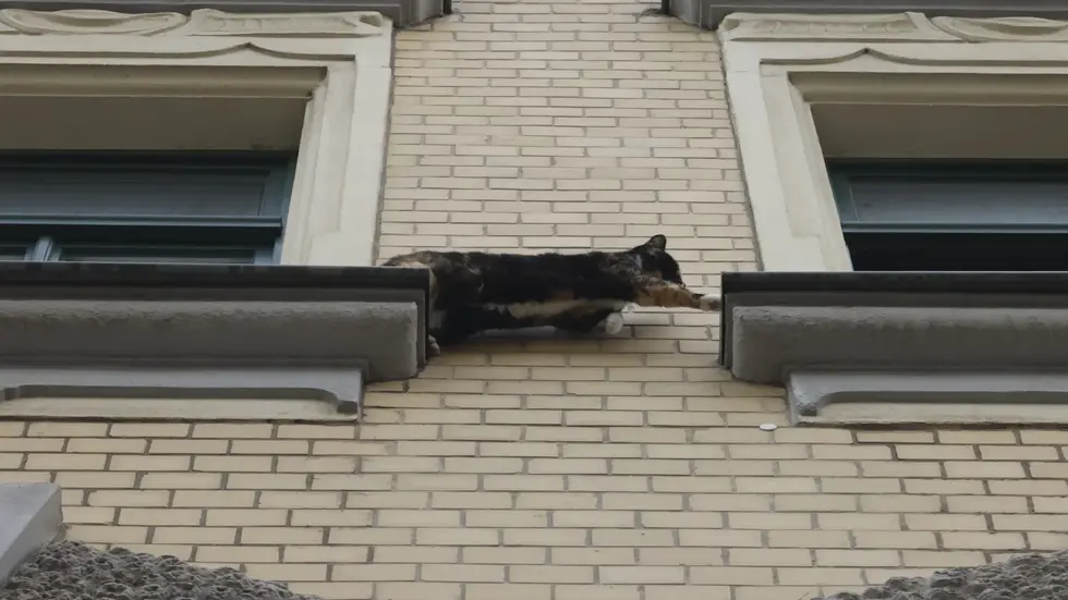 Ganz vorsichtig tastet sich die Katze auf dem schmalen Fensterbrett in der Glockenstraße voran. Die Feuerwehr rückte mit der Drehleiter an, doch am Ende rettete sich die Mietze selbst.
Ganz vorsichtig tastet sich die Katze auf dem schmalen Fensterbrett in der Glockenstraße voran. Die Feuerwehr rückte mit der Drehleiter an, doch am Ende rettete sich die Mietze selbst.