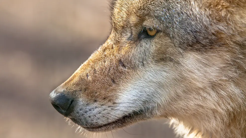 Tschechoslowakische Wolfhunde sehen dem echten Wolf (hier im Bild) zum Verwechseln ähnlich. Tschechoslowakische Wolfhunde sehen dem echten Wolf (hier im Bild) zum Verwechseln ähnlich.