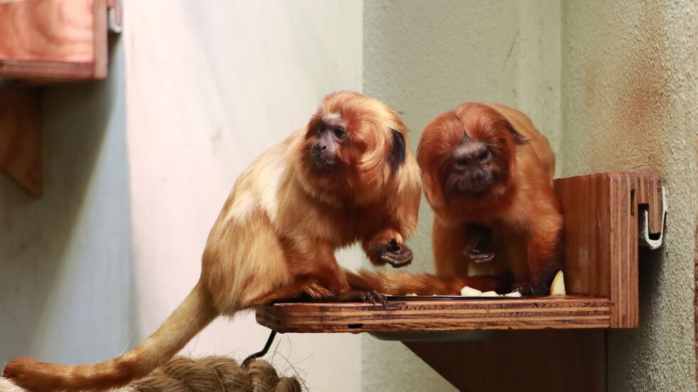 Die Goldgelben Löwenäffchen Anja und Stich leben jetzt gemeinsam im Tierpark. 