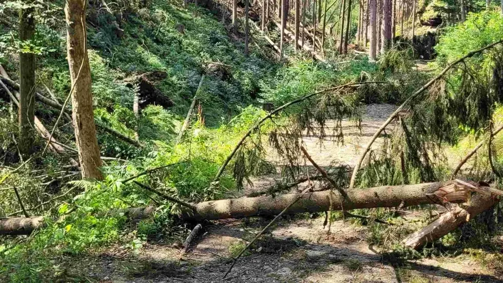 Zugebrochene Wege müssen zunächst von Sturmschäden befreit werden 