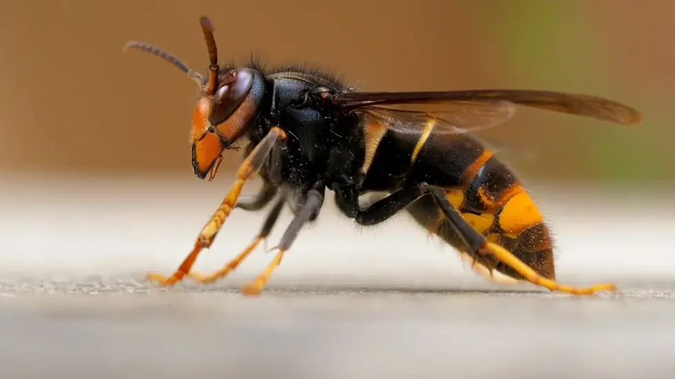 Gelbe Beine, dunklerer Körper und etwas kleiner als heimische Tiere: So sieht die invasive asiatische Hornisse aus.