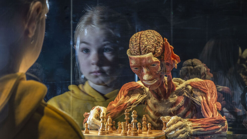 Weltweit 57 Millionen Menschen haben die sehenswerten Präparate der Körperwelten-Ausstellung schon gesehen. Jetzt kommen die Plastinate nach Chemnitz.