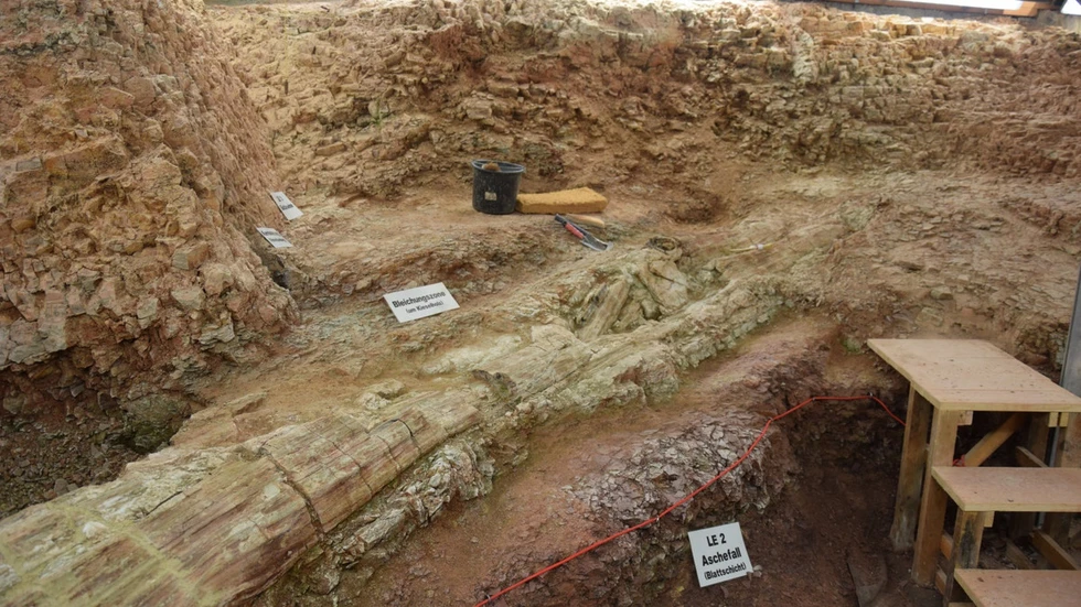 Versteinerter Stamm an der Glockenstraße